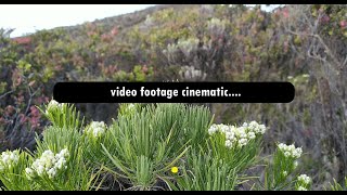 Free Cinematic Video Background | No Copyright | Mentahan Cinematic | Vifoo