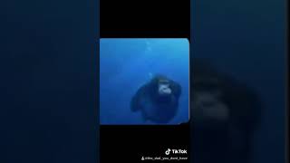 Magnificent underwater gorilla