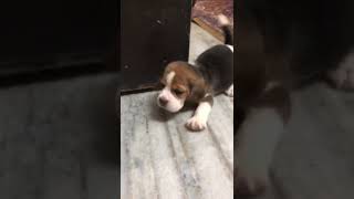 Extraordinary Beautiful Beagle puppy ❤️❤️ #short video ❤️❤️