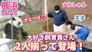 【パンダアイドル楓浜】ナカさん♡王子飼育員🐼こんなにお世話してくれる人のことそりゃあ好きだよね！いつも座らないじゃんそこ（笑）