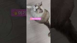 무지 귀여운 고양이❤️ 밥달라고 손짓하는 예쁜 고양이💜 #고양이 #cat #shorts #ragdoll