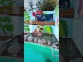 shorts カピバラ カピバラ入浴中 癒し 温泉 可愛い 動物園 おすすめ