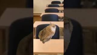 ученик перехитрил учителя😱.    #meme cats  #shorts