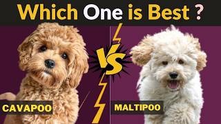 Cavapoo vs Maltipoo: Personality, Size & Behavior