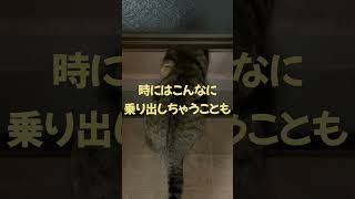 みーこベランダから外を眺める＃shorts#ねこ #cat