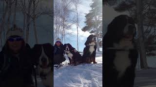 犬とスノーシュー　息切れ全開ぜーはーだったけど😆虹の橋のハイジ　雪が降ると思い出す😭