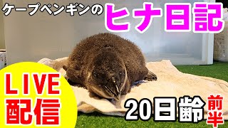 【LIVE配信】ケープペンギンのヒナ日記⑳前半【劇団ペンターズ】＃ペンギン #雛鳥 #動物