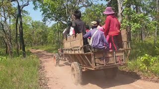 អ្នកភូមិជិះគោយន្តចូលព្រៃបេះផ្លែគុយ