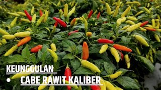 keunggulan cabe rawit KALIBER