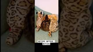 #cat 療癒吸貓系列-猜猜有幾隻貓？ #241