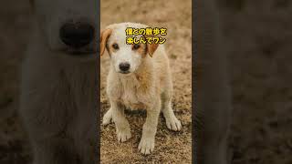 大好きな散歩なのに…。 #dog #いぬの気持ち #いぬ好きさんと繋がりたい #犬動画 #愛犬 #いっぬ #犬好き #犬のいる生活