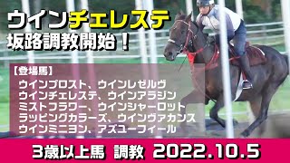 【3歳以上馬　調教】2022.10.5【坂路・トラック】入厩を控えた競走馬の追い切り