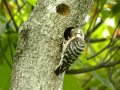 鳥、ＥＫＨの鳥動画コゲラ（小啄木鳥）１１０５２４の２