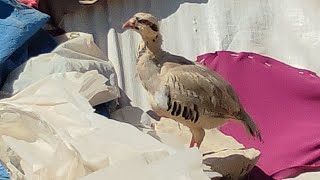 beyaz ırak kekliği - buz keklik white partridge - ice partridge الحجل