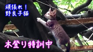 ＜野良猫通信＞母猫が可愛い子猫に木登り特訓中！上手に登れるかな？　-Kittens learns climbing trees from mother cat《2匹の猫通信/Cats Life TV》