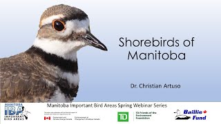 Shorebirds of Manitoba 2022