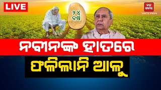 🔴 LIVE || ନବୀନଙ୍କ ହାତରେ ଫଳିଲାନି ଆଳୁ || BADAKHABAR TV