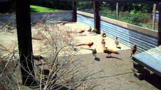 Red Golden Pheasants Breeder Colony