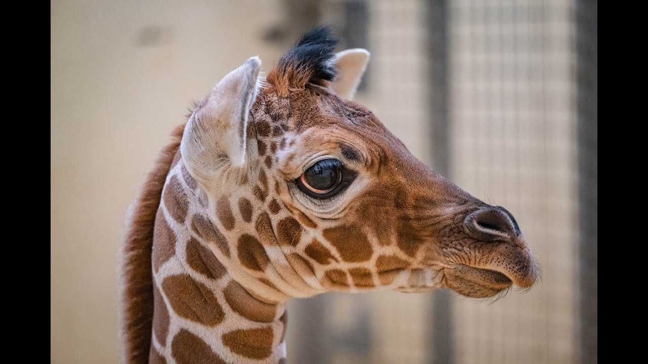 First Look At New Giraffe Born At Whipsnade Zoo On Remembrance Day ...