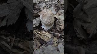 Amanita rubescens, Мухомор сіро-рожевий, Мухомор червоніючий #mushroom #природа #nature #ukraine