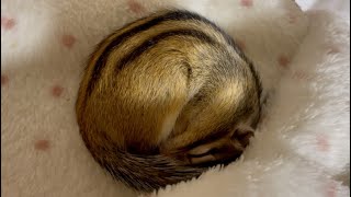 タオルで眠るシマリス チロ Chipmunk Chiro sleeping on a towel