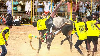 V.Surakudi Vadamadu Manjuvirattu 2024 Videos 03 | வ.சூரக்குடி வடமாடு மஞ்சுவிரட்டு 2024 Videos 03