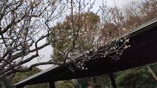 りんぐの今日の葛西臨海公園・日本庭園→梅 白 紅 サザンカ 滝【2025.1.27】