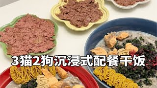 森尼和小莱｜Vlo.78 五只猫狗的沉浸式配餐干饭