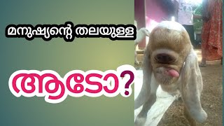 മനുഷ്യന്റെ തലയുള്ള ആട്