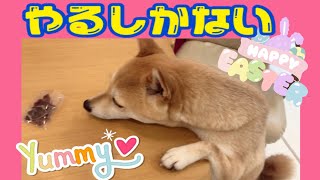 【柴犬 もみさん 】犬芸・股くぐり！のご褒美は鹿肉ジャーキー／耳ケア／海のお散歩／穏やかな日常　Shiba Inu walks after training