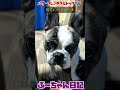 相変わらず近い犬　飼い主が大好きなフレンチブルドッグ『ぶーちゃん日記』 フレンチブルドッグ dog pets 犬のいる生活 フレンチブル フレブルのいる暮らし