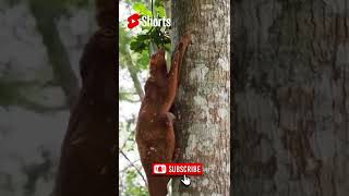 tupai kubung nokturnal sejenis tupai yang terdapat di Asia Tenggara / fling lemur #shorts