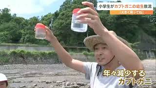 カブトガニの幼生を放流　守江湾干潟の保全へ　大分