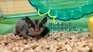 我が家にモモンガがやってきた！Sugar Glider