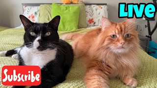 Whisker Wednesday Live Stream