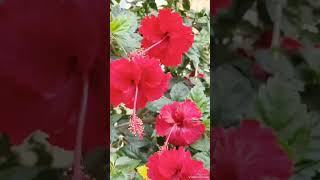 Red hibiscus flowers#shorts #youtubeshorts#viralvideo#trending #beautiful flowers