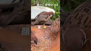 あ〜、かゆいっ！#birdfeeder  #すずめ#japanesesparrow#참새