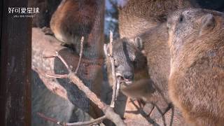 蹄兔吃樹枝（神戶動物王國）