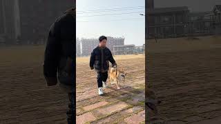 给你们看看狗狗在小主人身边的表现 #柴犬 #壹陸训犬 #南京皇冠宠物学校