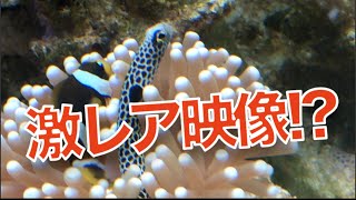 チンアナゴがイソギンチャクに入っちゃった！【海水魚水槽】