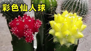 網上3種“彩色”仙人球不要買，價格貴是小事，關鍵是買到養不活！ 【養花匠小齊】