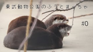 東武動物公園のコツメカワウソふうとまっちゃ#0