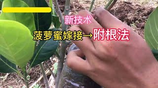 任何果树都适合的嫁接法！附根嫁接也叫靠接法！生根快又健壮！