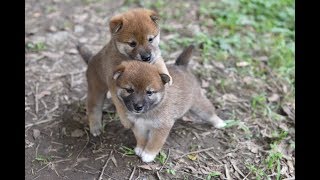 柴犬の子犬　その2（2017年６月2日生まれ）