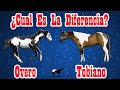 Todos Los Pelajes Pintos En Caballos 🐴-Del Cerro Soy