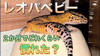 レオパベビーお迎えから２ヶ月。ちょっと慣れたかな？