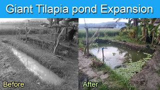 Backyard Tilapia Farming| Giant Tilapia Pond Expansion