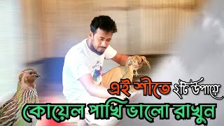 শীতে কোয়েল পাখি ভালো রাখুন ২ টি উপায়ে  #koyel_pakhi_palon