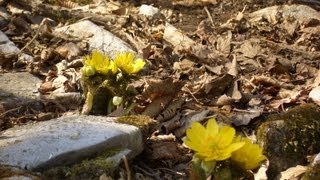 藤原岳登山と福寿草　2011年3月29日　Mt.Fujiwara