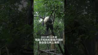 润玥思念妈妈园润和妹妹 panda run yue miss her mother and sister in a rainy day